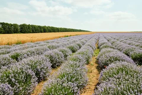 Lilac lavender fields Stock Photos