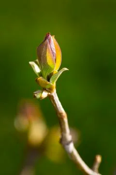 Lilac leaf on a branch Stock Photos