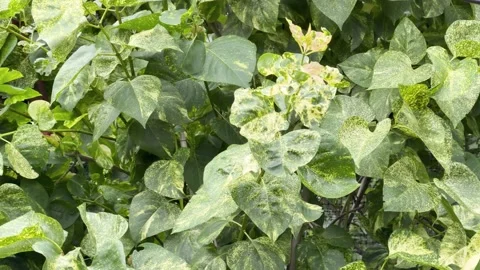 Lilac Leaf Chlorosis Mottling Ring Spot Disease Close-up 库存影片 336304276