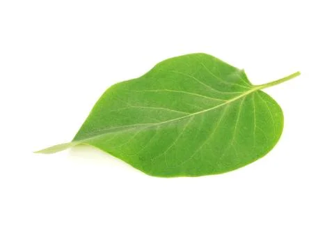 Lilac leaf isolated Stock Photos