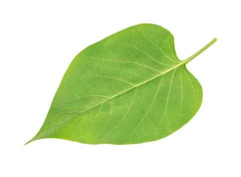Lilac leaf isolated Stock Photos