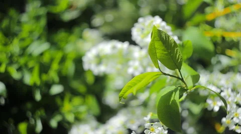 Lilac Leaves Blowing in the Wind Stock Footage 65417060