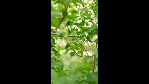Lilac leaves sway in the wind 스톡 동영상 309671104