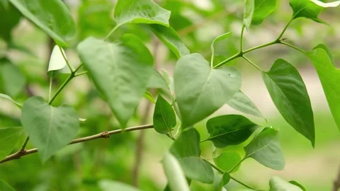 Lilac leaves sway in the wind Video stock 309671595
