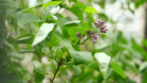 Lilac leaves sway in the wind Video stock 309671689