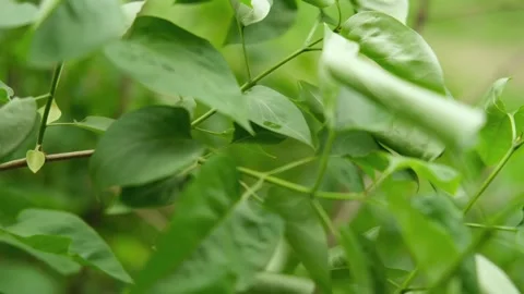 Lilac leaves sway in the wind Video stock 309672000