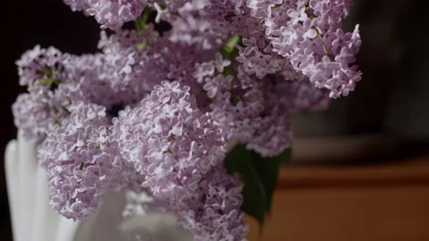 Lilac lilac bloosom bloom Stock Footage 194694995