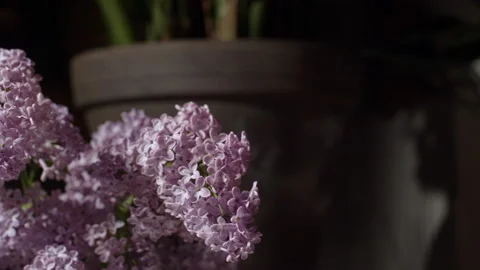 Lilac lilac bloosom bloom Stock Footage 194695946