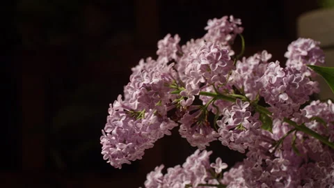 Lilac lilac bloosom bloom Stock-Footage 194696583