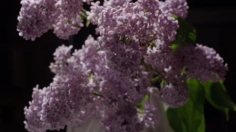 Lilac lilac bloosom bloom Stock Footage 194696668