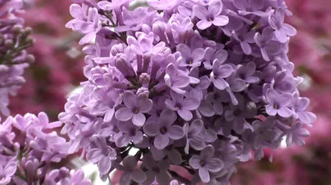 Lilac limb zoom out Stock Footage 25180620
