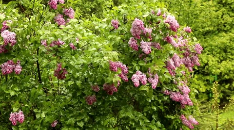 LILAC LS CU.mov Stock Footage 44853393