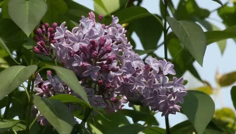 Lilac macro Stock Footage 11019782
