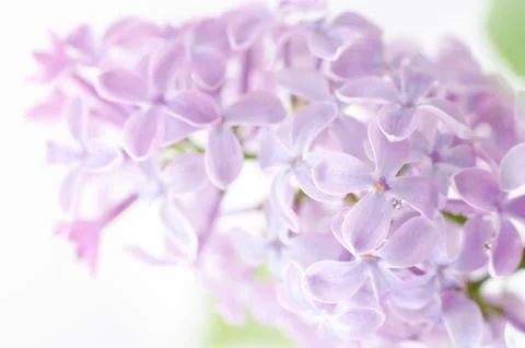 Lilac, macro 스톡 사진