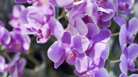 Lilac Orchids Vídeos de archivo 271364458