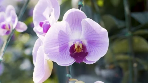 Lilac Orchids Vídeos de archivo 271364543