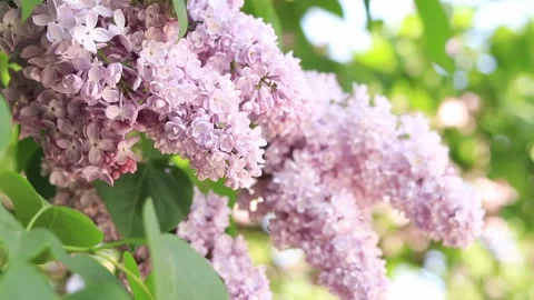 Lilac in the park Video stock 241258902