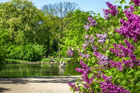 Lilac in the park Stock Photos