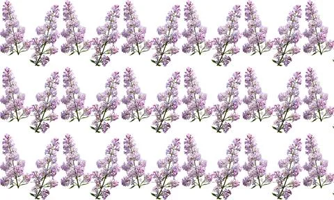 Lilac pattern from pink branches on white Stock Illustration