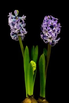 Lilac pearl Stock Photos