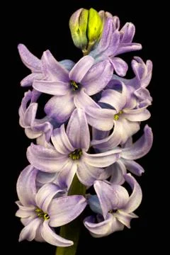 Lilac pearl Stock Photos
