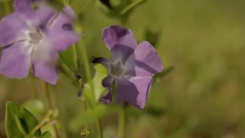 Lilac Periwinkle in Spring Видео 111831030