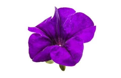 Lilac petunia Stock Photos