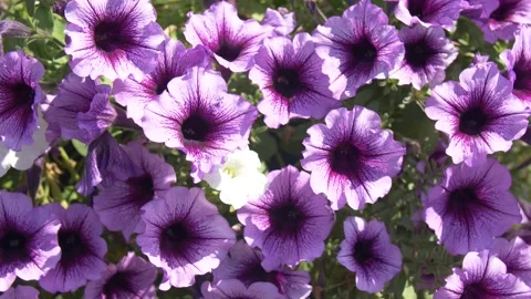 Lilac Petunias in the Wind Stock Footage 134284945