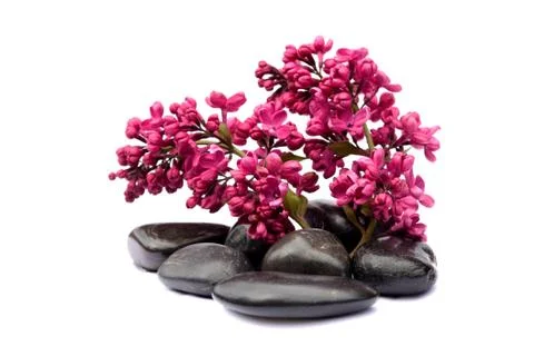 Lilac Stock Photos