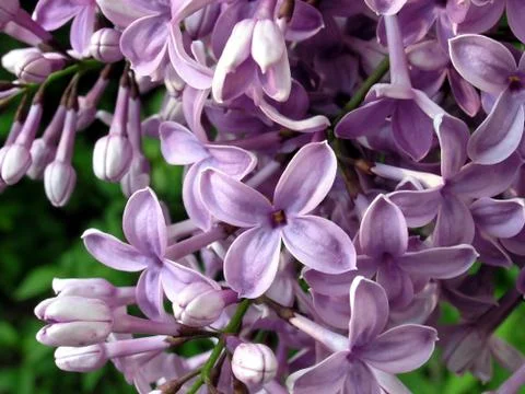 Lilac Stock Photos