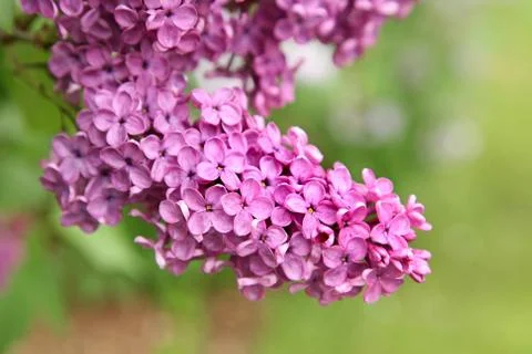 Lilac Stock Photos