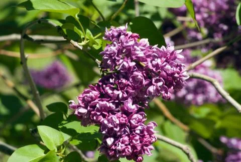 Lilac Stock Photos