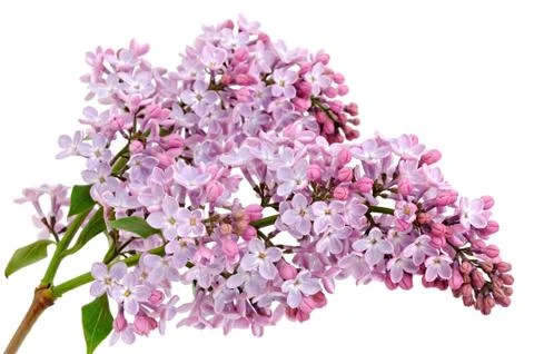 Lilac Stock Photos