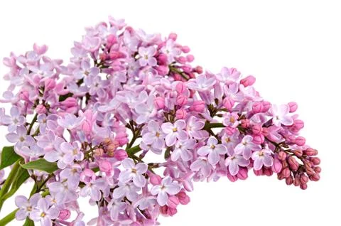Lilac Stock Photos