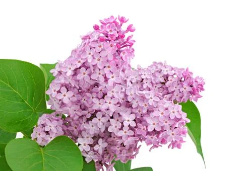 Lilac Stock Photos