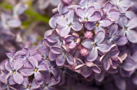 Lilac Stock Photos