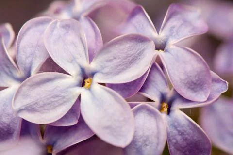 Lilac Stock-Fotos