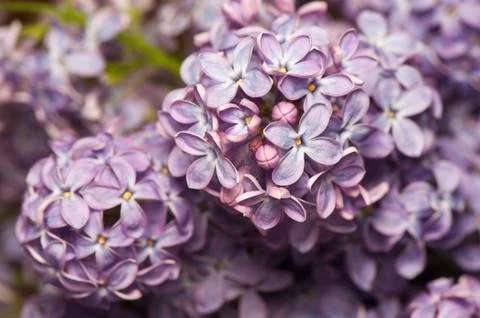 Lilac Stock Photos