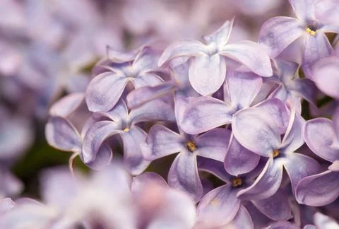 Lilac Stock Photos