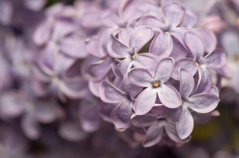 Lilac Stock Photos