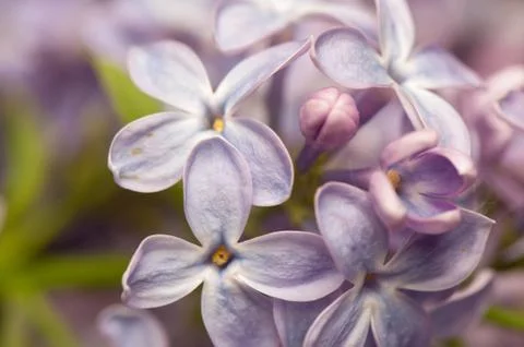 Lilac Stock Photos