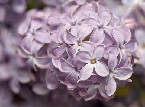 Lilac Stock Photos