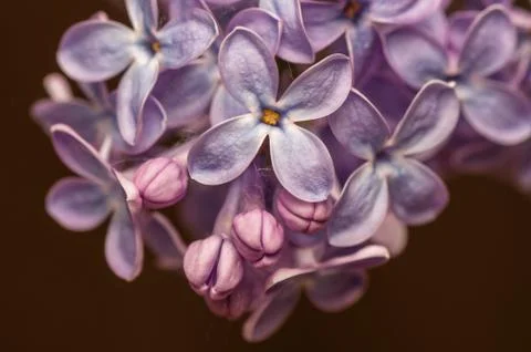 Lilac Stock Photos