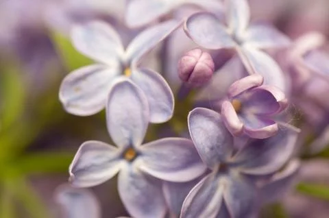 Lilac Stock Photos