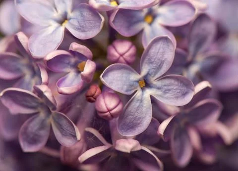 Lilac Stock Photos