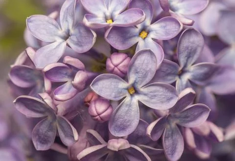 Lilac Stock Photos