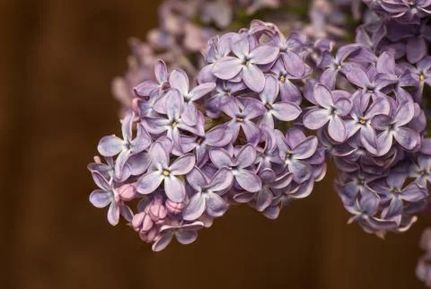 Lilac Stock Photos