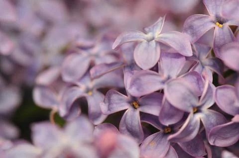 Lilac Stock Photos