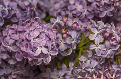 Lilac Stock Photos