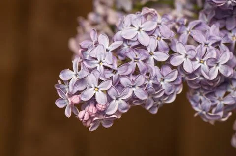 Lilac Stock Photos